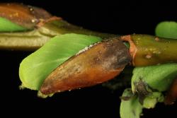 Salix reinii. Inflorescence bud scale.
 Image: D. Glenny © Landcare Research 2020 CC BY 4.0